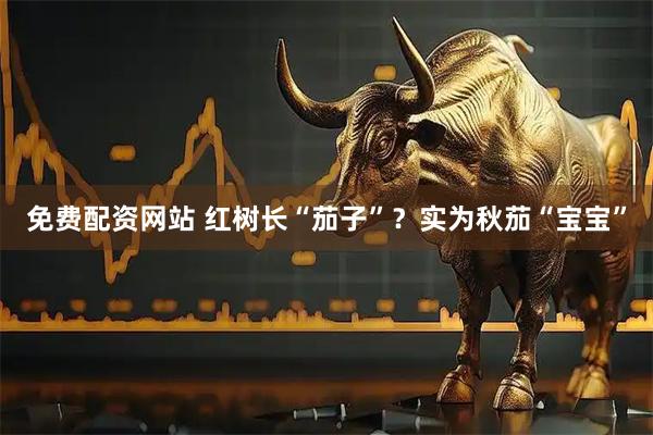 免费配资网站 红树长“茄子”？实为秋茄“宝宝”